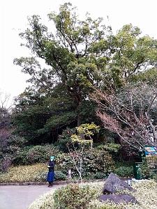 NAGOYA - Parc Tokugawa - 10.01.2024 - 11
